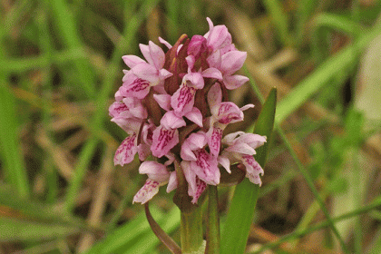 Irish Wildflowers Marsh-orchid, Early - ssp. pulchella